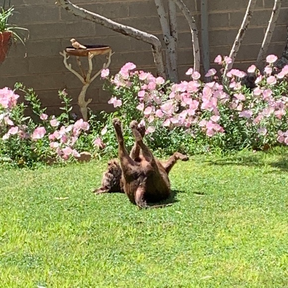 😘🐾Need A Smile? Silly & Sweet Puppy Break! 🐾😘 - Picture 10 of 12